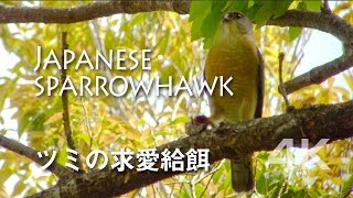 野鳥撮影・ 野鳥動画・ツミのプロポーズ（求愛給餌）