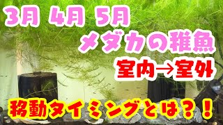 【メダカ飼育】室内のメダカの稚魚を室外に移動させる時期のポイントとは！？@sakurarium_toto