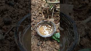 കുക്കുമ്പർ നന്നായി ഉണ്ടാവാൻ ഈ ഒരു tip മതി #taleandtravelbyaju #cucumber #gardening #farming