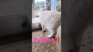 港のボス猫カリン様‼️漏れる早くドアを開けろ #shorts