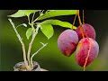 3 Multiple Grafting On One Mango Tree - Very Unique Techniques