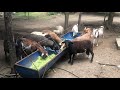 Goat and sheep eating napier grass