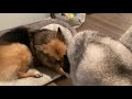 Stubborn Husky steals Shepherd's bone and refuses to let go