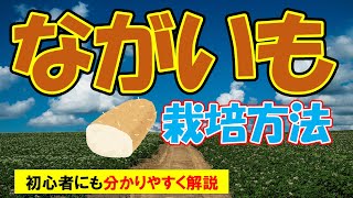 【ナガイモの栽培方法】パイプ栽培・追肥のタイミング・植え方のポイントなど初心者の方にも分かりやすく解説【0から農業塾】