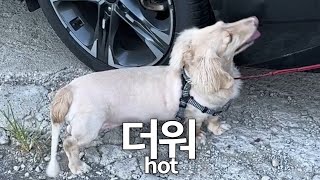 넘 더워서 얼른 시동키라는 강아지 hothot