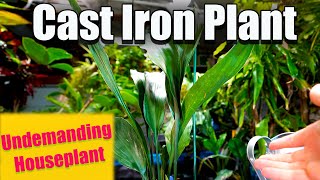 Easy Low-Light Houseplant || Cast Iron Plant || Aspidistra elatior