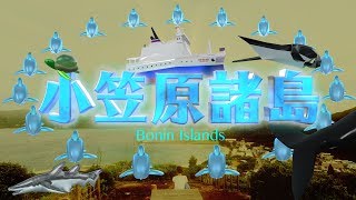 絶叫！小笠原諸島で出会う野生動物たち！〜Bonin Islands〜 #29