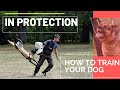 HOW TO TRAIN A DOG TO MAKE PROTECTION WORK !!! PREMIERE NEXT WEEK … STAY TUNED !!!