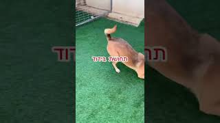 השלכות גידול כלב בחצר - הבית של פלג, לטוב ביותר עבור הכלב שלך 0504322454 | https://pelegshome.co.il/