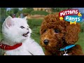 Important LESSONS Compilation 🐶 Animals for Toddlers | Mittens & Pants