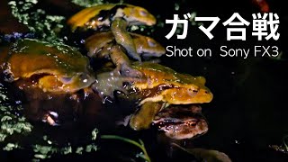 アズマヒキガエルのガマ合戦 Japanese Toad Fight【Sony FX3】