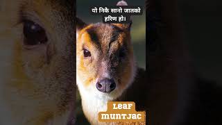 अरुणाचल नेपाली #Shorts #leafmuntjac #FullDocumentary