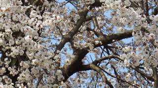 みやま市　平家の一本桜2018