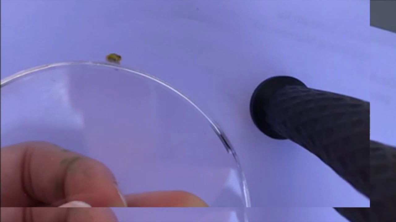 The Snail Experiment Fast Forward Version 1 Youtube