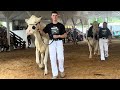 showing dairy cows at the county fair