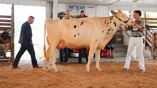 Showing Dairy Cows at the County Fair!