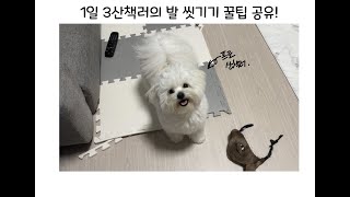 1일 3산책러의 강아지 발 씻는 법! 어디서도 볼 수 없던 꿀팁