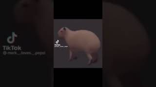 Capybara spin