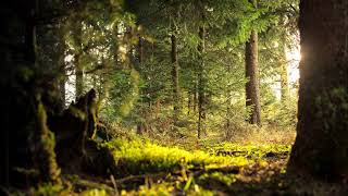 A Walk Through The Forest Visualization - Guided Meditation