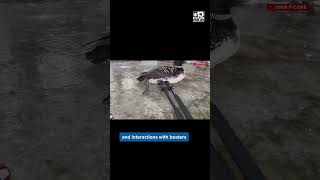 Loon rescued near Waterville, Maine