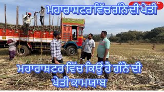 ਮਹਾਰਾਸ਼ਟਰ ਵਿੱਚ ਗੰਨੇ ਦੀ ਖੇਤੀ#viralvideo #automobile #tranding #tranding #funny #banana