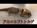 爬虫類紹介 アカメカブトトカゲがかっこよすぎた！