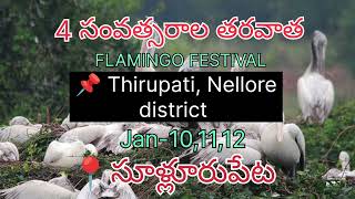 ఫ్లామింగో brids festival coming soon || నెల్లూరు నేలపాటు