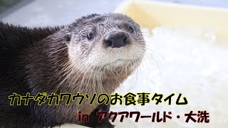 【公式】アクアワールド・大洗　カナダカワウソのお食事タイム