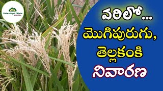 వరిలో తెల్లకంకి,మొగిపురుగు నివారణ | Paddy white ear | stem borer control | Shiva Agri Clinic