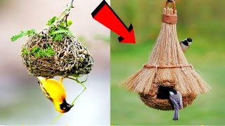 8 ऐसे घोसले जिन्हे देखने में नसीब लगता है 8 most amazing nests in the world