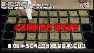 수경재배기  Hydroponics 작물 재배를 위한 암면 씨앗 파종 수경재배 기초적인 준비단계