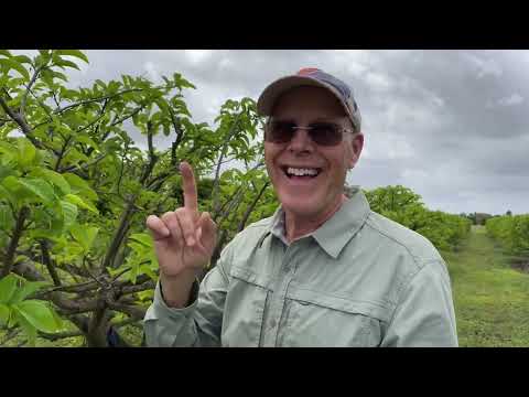 How tall does a sugar apple tree grow?