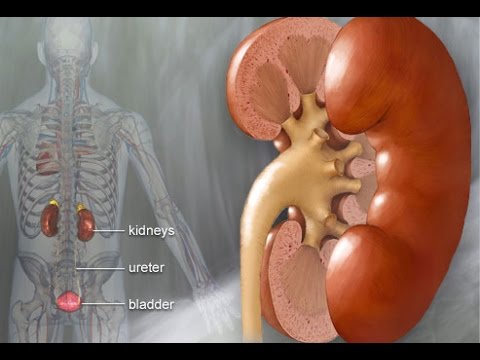 Instant Kidney Stone Pain Relief Instant Kidney Stone Pain Relief