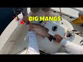 Dropping LIVE shrimp in 80 plus feet down in the OCEAN for  Big  MANGROVE SNAPPER