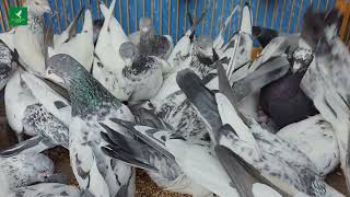 New pigeon video 2025 || giribaz kabootar || giribaz pigeon #pigeonvideo