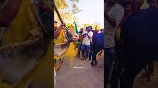 🤯புலிச்சாரை காளை | 🐆Tiger skin Bull | 🎉Mass Entry #shorts #trendingshorts #eruthattam #tamil_manavan