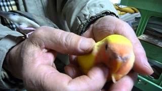 コザクラインコを掻いていたら文鳥がやきもち。福岡県手乗りインコ専門店ペットミッキン　添田町