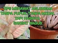 TIPS MERAWAT AGLONEMA TANPA PUPUK/TANPA MODAL,TAPI HASILNYA SANGAT BAGUS.#AGLONEMA