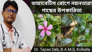 ডায়াবেটিস রোগে নয়নতারা গাছের উপকারিতা এর খাওয়ার নিয়ম | Benefits of Nayantara