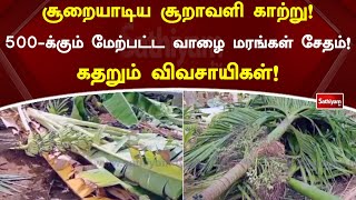 சூறையாடிய சூறாவளி காற்று! 500-க்கும் மேற்பட்ட வாழை மரங்கள் சேதம்! கதறும் விவசாயிகள்! | Sathiyam News