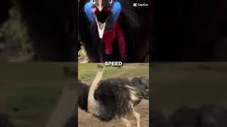 Cassowary vs Ostricth