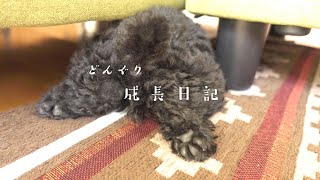 【成長日記♯5】隠れろどんぐり君【黒トイプードル】