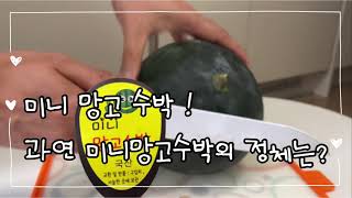 미니 망고 수박! 과연 미니망고수박의 정체는 무엇일까요? 무슨맛일까요? 무슨색일까요?