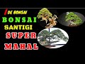 BONSAI SANTIGI SUPER MAHAL || IDE BONSAI