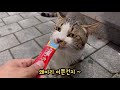 길고양이 밥주다가 시비가 붙었는데 ~ ㅠ