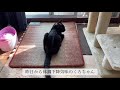 元気、食欲減少【膵炎】【黒猫】