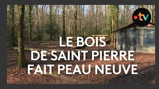 Le bois de Saint-Pierre fait peu neuve