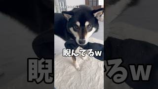 何その眼⁉️靴下咥えてるママ睨んでる柴犬😂　#柴犬　#犬　#おもしろ #犬のいる暮らし #黒柴