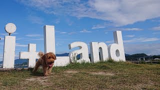 アイランド長崎のドッグランで遊ぶあんず【2022.9.13-14】伊王島【2歳11ヶ月】