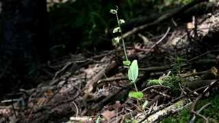 Epipactis leptochila ...